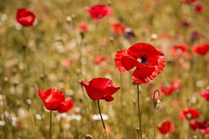 Mohnblumen in sommerlicher Pracht (warme Version)