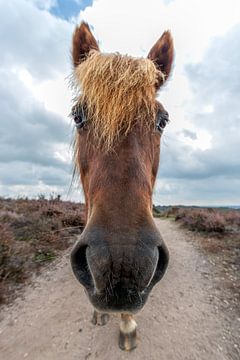 Nieuwsgierig paard op de Veluwe van KiekLau! Fotografie