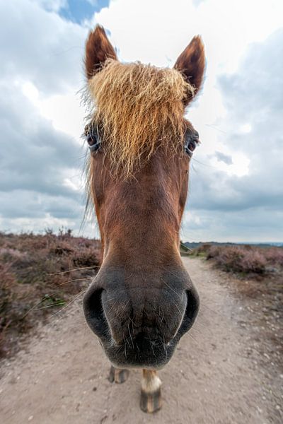 Horsehead by Laura Wubben