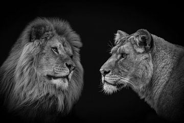Leeuw en leeuwin koppel in zwart-wit