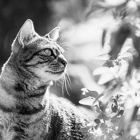Cat in the woods by VIDEOMUNDUM