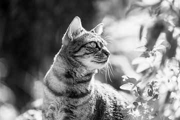 Cat in the woods by VIDEOMUNDUM
