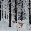 Rendier in besneeuwd bos Lapland van sonja koning