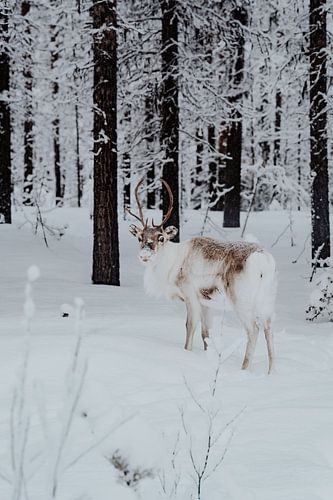 Reindeer in snowy forest Lapland