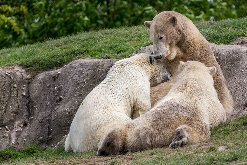Young polar bears drink milk from their mother by Joost Adriaanse