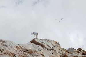 Cheval sur les rochers