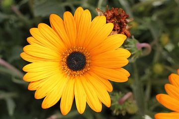 La fleur jaune sur Cornelis (Cees) Cornelissen