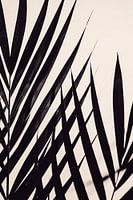Guldpalm black
