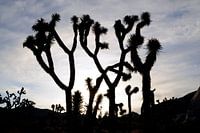 Parc national de Joshua Tree en Californie, États-Unis