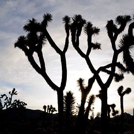 Joshua Tree nationaal park in Californië, USA van Martijn de Jonge