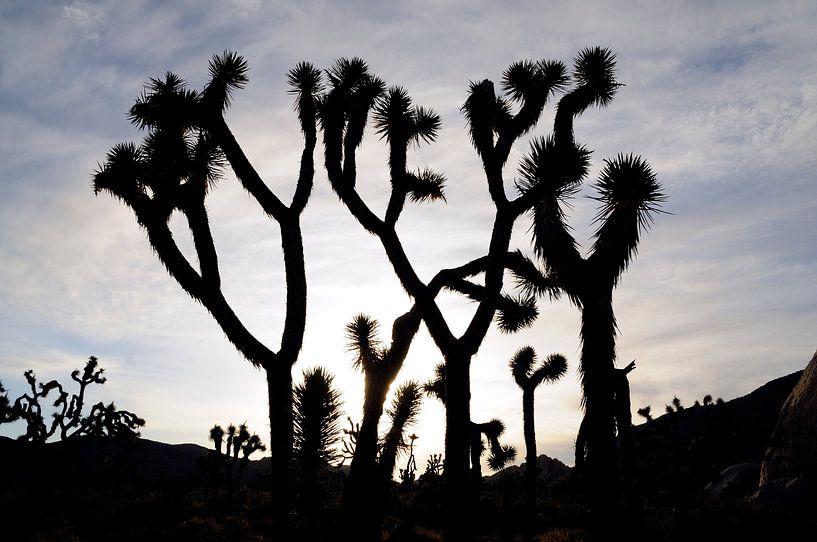 Joshua Tree national park in California, USA by Martijn de Jonge