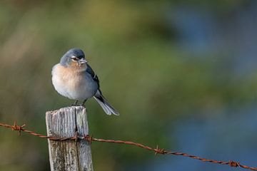 Azorenfink auf der Insel Pico im weichen Winterlicht