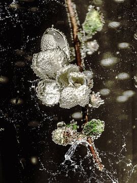 In water glass - quince blossom by Christine Nöhmeier