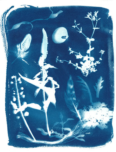 By the sea – a cyanotype featuring shells, feathers and plants