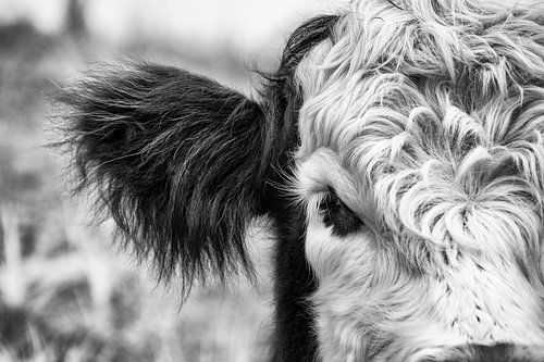 Le bétail écossais des Highlands de près