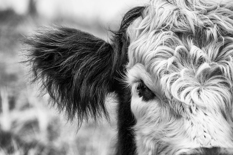 Schottisches Hochlandrind ganz nah von Danny Tchi Photography