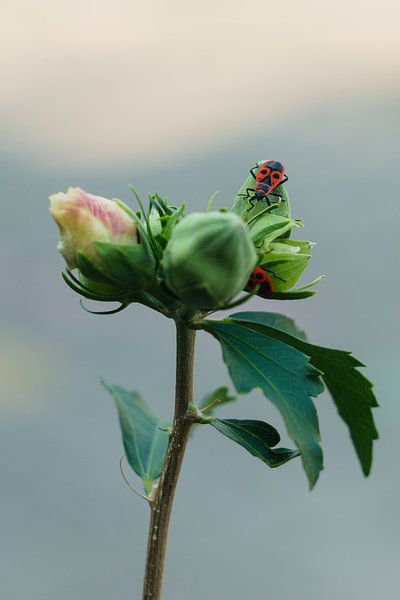Hibiscus knoppen met Vuurwants, kleur groen met een beetje rood en geel. van Johan Slagers