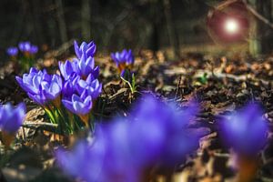 Concept flora : Wildlife