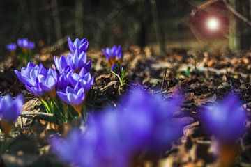 Concept flore : Faune