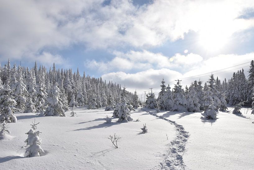 Snowshoe prints in the forest by Claude Laprise