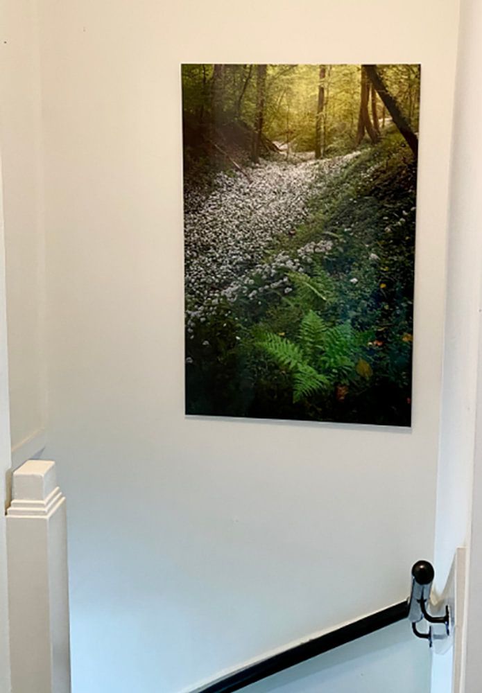 Fields full of wild Garlic in the beautiful forests of South Limburg by Jos Pannekoek