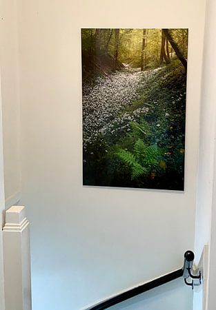Fields full of wild Garlic in the beautiful forests of South Limburg