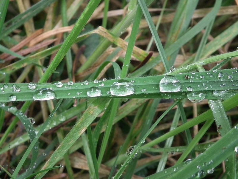 Druppels by Elja Hilboesen