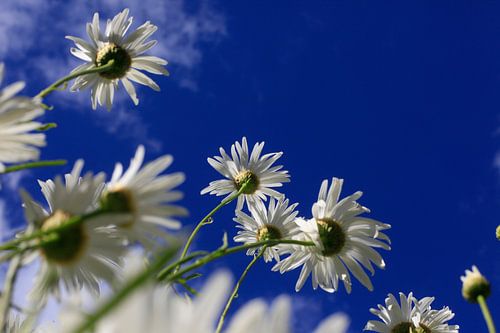 Marguerites