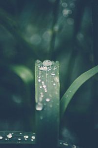 Gouttes de pluie sur un brin d'herbe sur lichtfuchs.fotografie