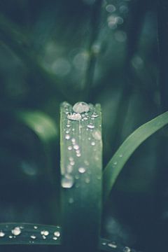 Raindrops on a blade of grass by lichtfuchs.fotografie