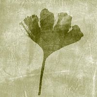 Ginkgo blad. Botanische illustratie. Olijfgroene achtergrond. Monotype van een echte plant.