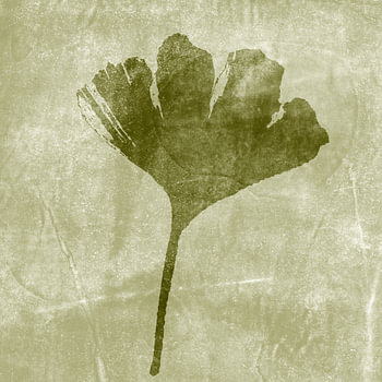 Ginkgo-Blatt. Botanische Illustration. Olivgrüner Hintergrund. Monotypie einer echten Pflanze.