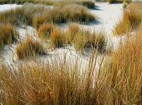 helmgras in de duinen op Langeoog