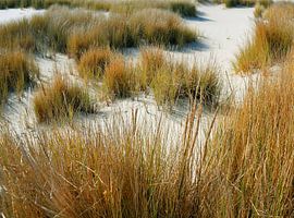 Marram grass in the dunes on Langeoog by Karl-Heinz Petersitzke