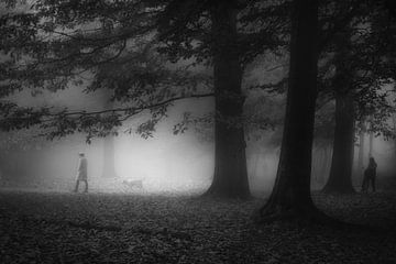 Dream forest by Saskia Dingemans Awarded Photographer