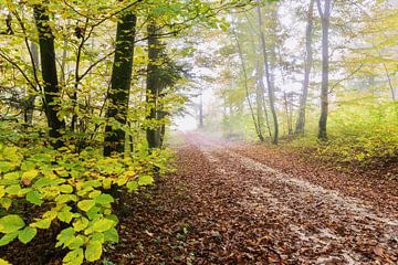 The gentle farewell of the year by Walter G. Allgöwer