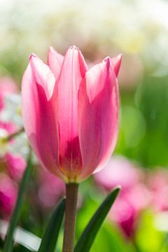 Pinky Tulip