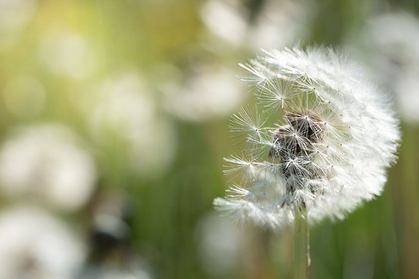 Dandelion in summer by Ulrike Leone