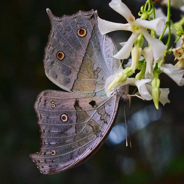 The White Butterfly by Elcee Vision