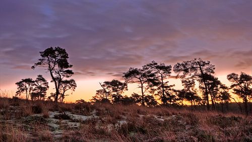 Kalmthoutse heide