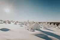 Popcorn trees Lapland