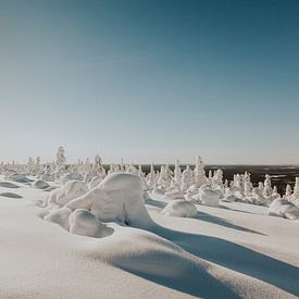 Popcorn trees Lapland by Mieke Broer