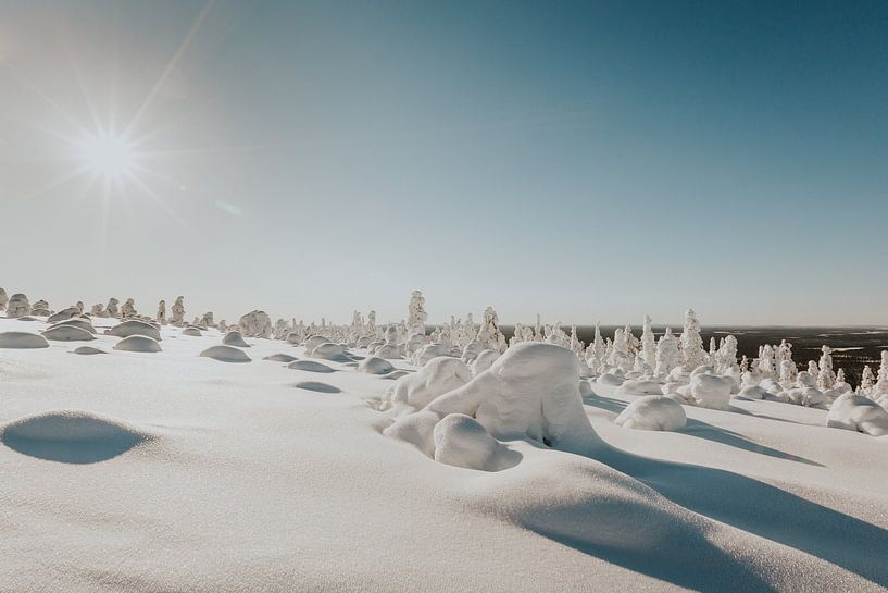 Popcorn trees Lapland by Mieke Broer