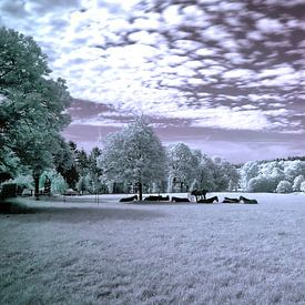 Infrarood Paarden in stilte van JacArt Prints