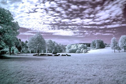 Infrarood Paarden in stilte