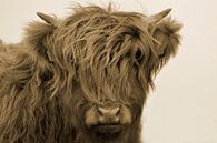 Schotse hooglander kop kalf sepia van Sascha van Dam thumbnail