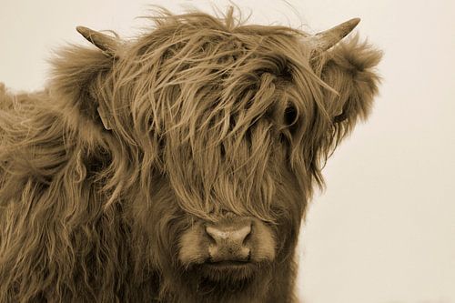 Schotse hooglander kop kalf sepia