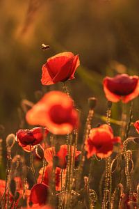 Coquelicot avec abeille