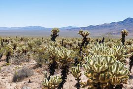 Cholla Cactus Garden in Joshua Tree America by Linda Schouw