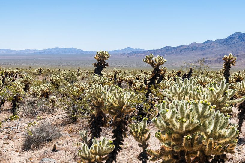 Cholla Cactus Garden in Joshua Tree Amerika van Linda Schouw